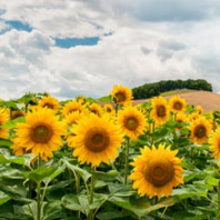 Study on indoor control effect of organic fertilizer "Tuo Jiao" on sunflower verticillium wilt